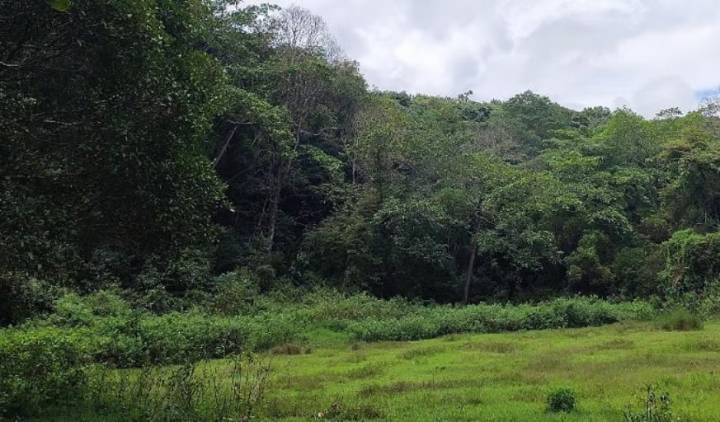Centre directs states to stop forced eviction of forest dwellers...
