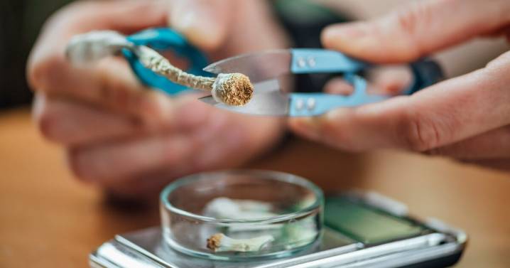 New York state already legalized marijuana. Could magic mushrooms be next?