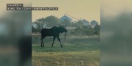 Moose on the Loose