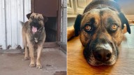 Texas Dog Left In High-Euthanasia Shelter Can't Hide Happiness After Getting A Second Chance