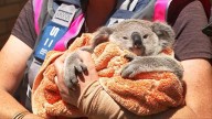 Lucky joey reunited with mum after dramatic roadside rescue while another koala takes a painful cactus tumble