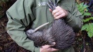 New Zealand’s Plan to Eradicate Invasive Species : Up First from NPR : NPR