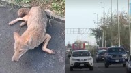 Coyote es Atropellado en Carretera de la Riviera Veracruzana en Alvarado, Veracruz