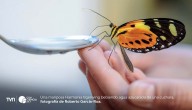 Biodiversidad en riesgo: estudio advierte que las mariposas pierden sus colores por la deforestación