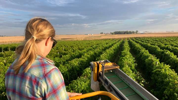 Americans are drinking less. What does that mean for winemakers in the Heartland?