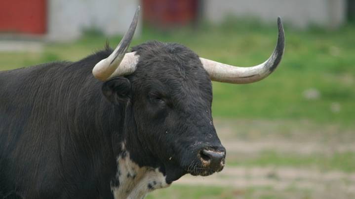 Tragedia en Ameca: Toro embiste y mata a un hombre de 72 años en la delegación El Limón