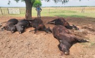 Un rayo mató a cinco vacas y un ternero en un campo de Quehué