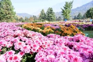 Floriculture Dept J&K invites Content Creators and Photographers to capture the beauty of Chrysanthemum Garden opening