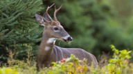 The Whitetail Deer Population In Louisiana Is Exploding - What Does It Mean For Gardeners?