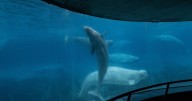Niagara Falls-based Marineland asks federal government for emergency cash to feed whales