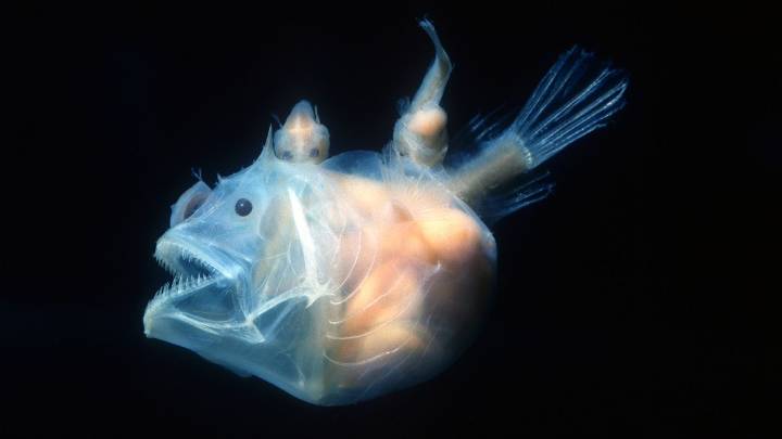 10 Scariest Fish Lurking in Rivers, Deep Ocean Waters, and Shells