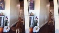 Texas Golden Retriever Surprises Everyone By Going To Great Lengths To Be Near Her Mom