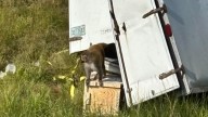 Truck carrying monkeys with hepatitis C, herpes, and COVID crashes in Mississippi; 1 still missing