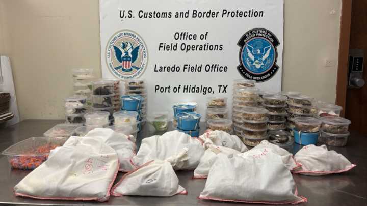 Incautan más de 160 serpientes, arañas, entre otros, que intentaban sacar de EEUU a México