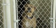 Levy County Animal Services hires first full-time veterinarian in more than 2 years