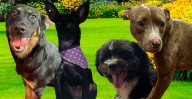 Feria de adopción: amor peludo y vacunas gratis en Morelia