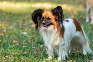 The 15 Best Papillon Products For Travel