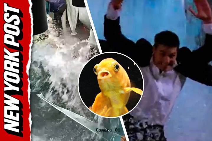 ‘Temu’ fish tank bursts, customers get meals comped
