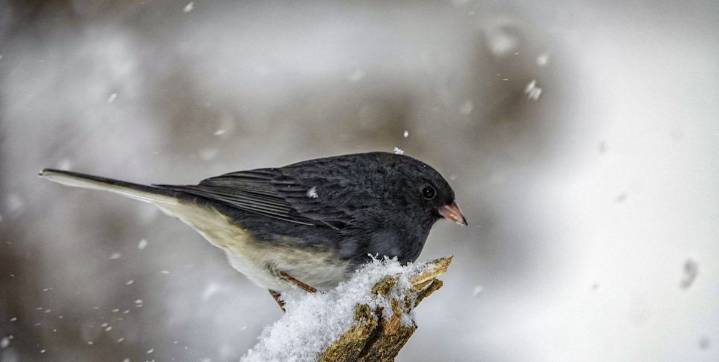 6 Birds You’ll Likely Spot This Winter—and How to Attract Them