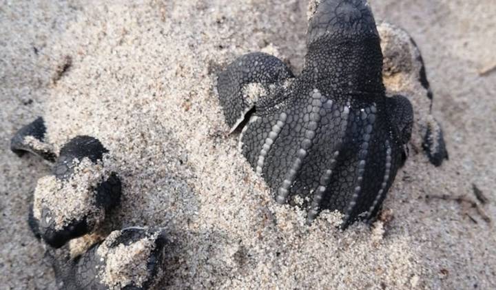 Registran el primer nido de tortuga laud en Playa Cahuitán