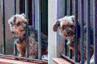 Dog Goes Missing for Two Days, Her ‘Punishment’ Once Found Goes Viral