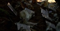 Explore nature and support education at Mt. Pisgah's Mushroom Festival
