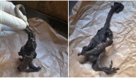 Misterio revelado: SAG explica qué es el extraño animal encontrado en Los Ríos