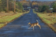 Driver dies after freak accident with deer in Upstate NY