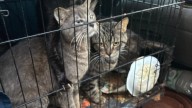 Police find 21 malnourished cats in man’s car at Clearwater Starbucks, reports say