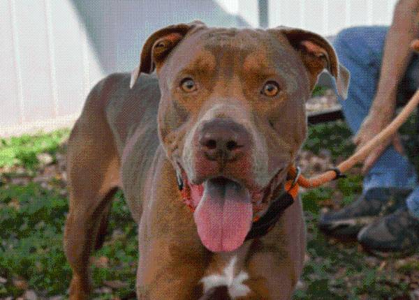 Dozens of DeKalb, Fulton shelter dogs at risk of being put down