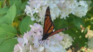 ‘Incredibly resilient’: Monarch butterflies in the West defy odds after near extinction