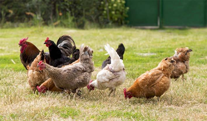 Colombia marca hito histórico: Japón abre oficialmente su mercado a la carne de pollo colombiana