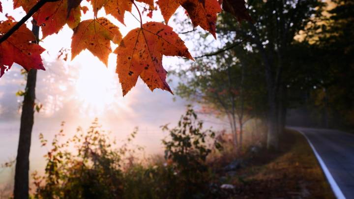 Fall foliage dropping sooner with less color due to drought