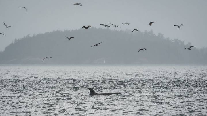 Scientists hope underwater fiber-optic cables can help save endangered orcas