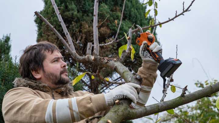 10 Fruit Trees And Shrubs You Can Grow From Cuttings For Delicious Produce For Years
