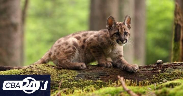 Córdoba: condenaron a un joven que mató un cachorro de puma y filmó la agresión