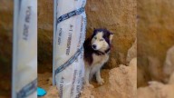 California Husky Left Pregnant And Alone Finds Safety Through A Rescue That Refused To Give Up