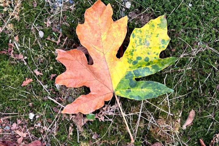 SHARE: Fall colours emerging