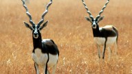 MP News: Operation 'Capture Black Buck' To Resume On October 22 In Shahjapur After Diwali Break