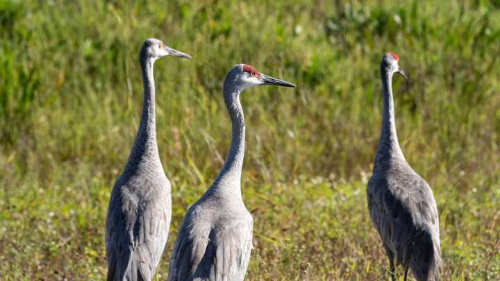 CraneFest 2025 celebrates Michigan's largest birds. What to know about the Bellevue festival