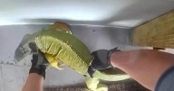 Daytona Beach police "book" unruly iguana