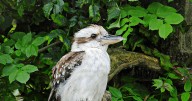 South West zoo announces 'heartbreaking' closure after 17 years