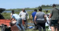 Volcó un camión jaula y los vecinos se llevaron la carga de cerdos