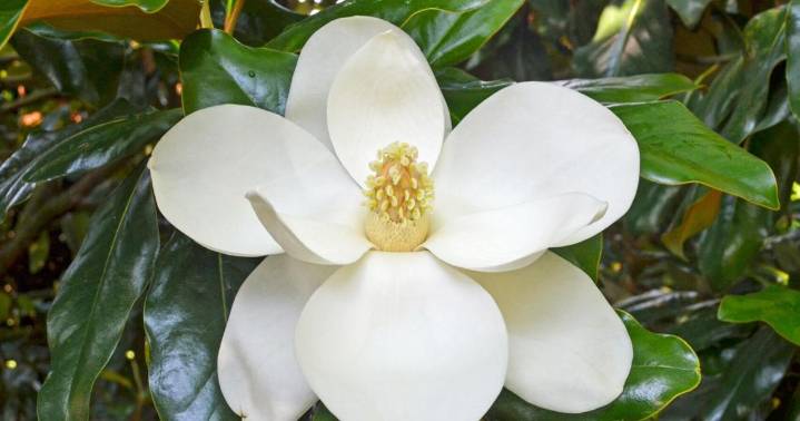 Mandeville tree protectionists win tough battle on the ground