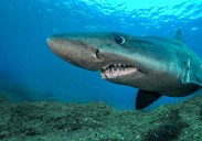 Canarias, candidata a 22 santuarios para la protección de tiburones y rayas