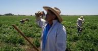 In a California farming region, researchers are mapping rural heat to protect farmworkers
