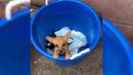 California Rescuers Rush To Rescue Two Malnourished Puppies Dumped In A Bucket