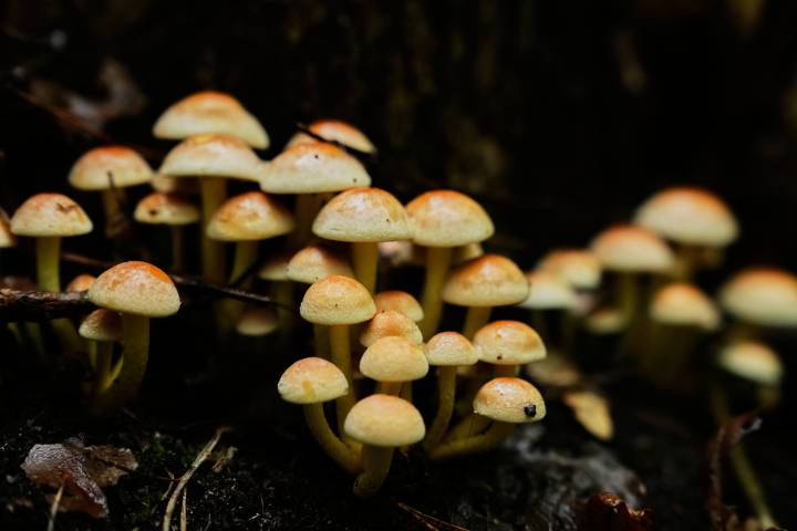 Mushroom hunting in Germany sees a revival thanks to veganism and medicinal fungi, in photos