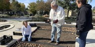 Orange City volunteers help plant over 20,000 bulbs in Windmill Park amid renovations