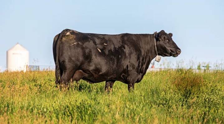 Virtual Fencing May Allow Thousands More Cattle to Be Ranched on Land Rather Than in Barns